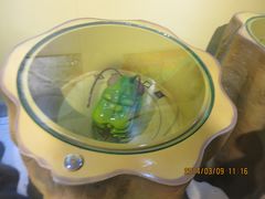 IMG_2829-上海昆虫博物馆