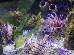 -太平洋海底世界