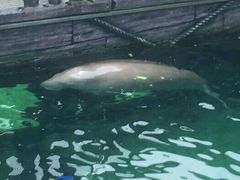 -悉尼海洋生物水族馆