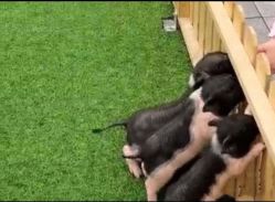 -萌宠亲子动物乐园(槐房万达店)