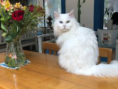 -Anne猫窝咖啡屋