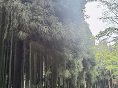 -武陵山森林公园