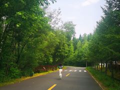 -汤旺河林海奇石景区
