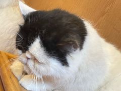 -MOCHA明星猫咖(田子坊店)