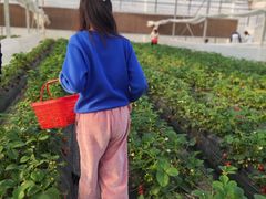 -喜杨洋草莓采摘园