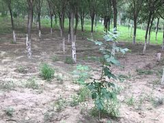 -西青郊野公园