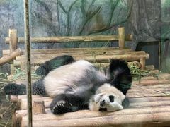 -深圳野生动物园