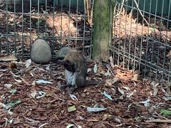 -费瑟代尔野生动物园