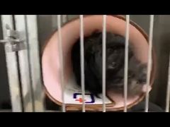 -特一安24小时宠物医院·骨科·中兽医