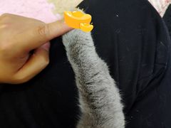 -三花喵·撸猫购宠·宠物生活馆(虹桥南丰城店)