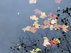 -鲜芋仙(宝地广场店)