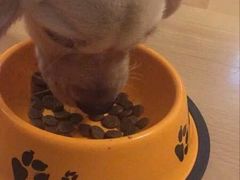 -翊宠yipet猫狗购宠庄园犬舍•猫舍