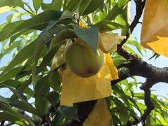 -老袁家蜜桃农场·阳山水蜜桃