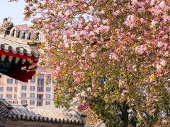 -天津大悲禅院
