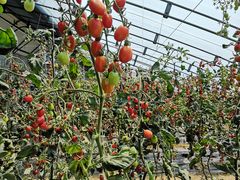 -杨柳青园艺科技博览园