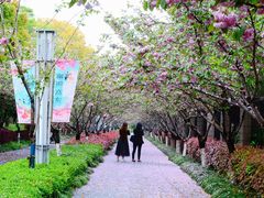 -高东镇樱花园