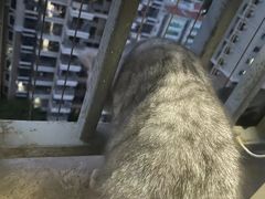 -瑞派康怡24h宠物医院·犬猫医疗中心·微创绝育(瑞景分院)
