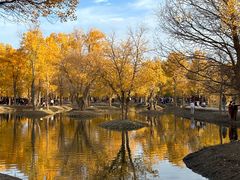 -金塔沙漠胡杨林景区