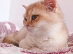 -猫腻·猫咖·撸猫馆(星光大道店)