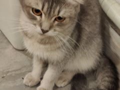 -楼上猫咖(罗湖店)