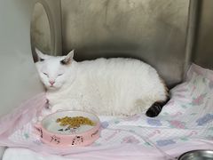 -睿金宠物医院·CT·肿瘤·骨外科
