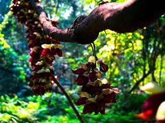 -南宁良凤江国家森林公园