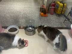 -momokira米努特·德文卷毛猫·棉花面纱犬