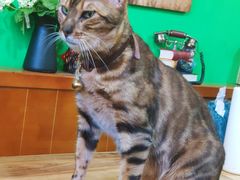 -李小姐の猫咖啡馆(五角场店)