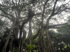 -瑞丽独树成林风景区