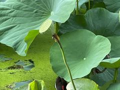 -翠湖宾馆·中餐厅