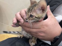 -北京观赏动物医院·24小时大型综合·猫专科·异宠专科