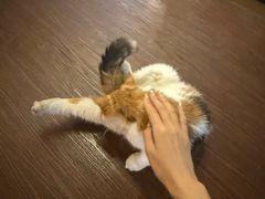 -猫岛主趣味餐厅(鼓浪屿店)