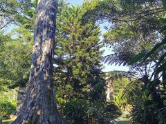-深圳仙湖植物园