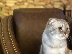 -猫咪咖啡店(新城大街店)