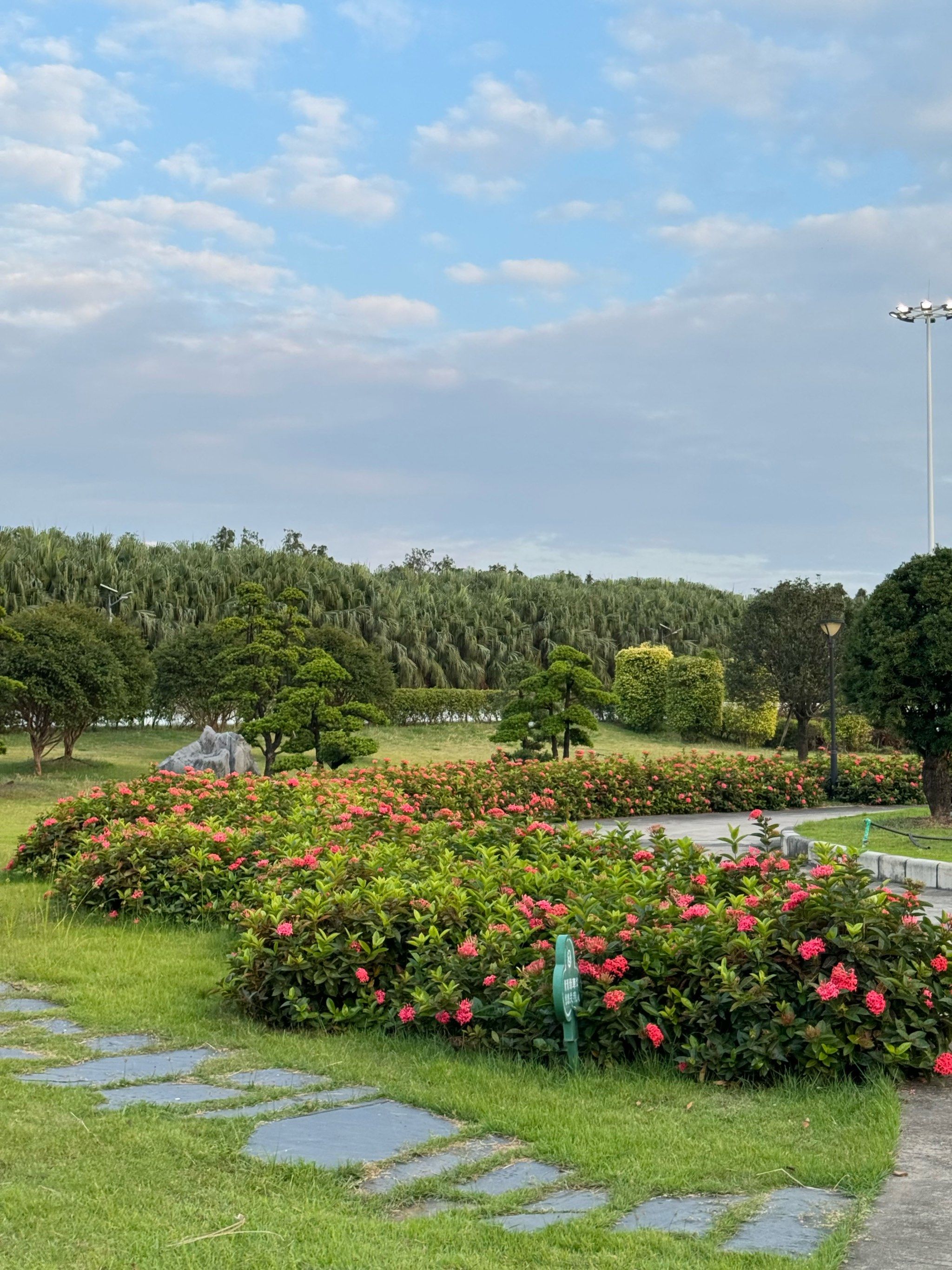 中山!人少又出片的江边花海,免费!
