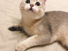 -东方名猫馆·英短金渐层布偶猫舍(环线广场1号楼店)