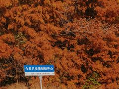 -上海海湾国家森林公园