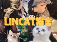 -lincat·猫舍(广州店)