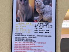 -正南齐北·老街糯米团(洪崖洞店)