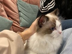 -袖虎·猫馆(体育西路店)