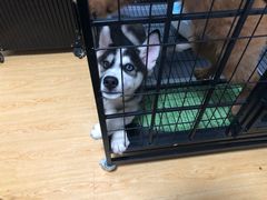 -翊宠yipet猫狗购宠庄园犬舍•猫舍