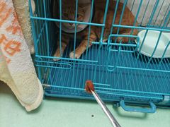 -瑞派宠物医院(搏威敦和院)