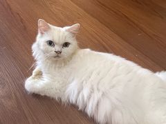 -楼上猫咖(罗湖店)