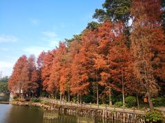 -深圳仙湖植物园