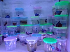 -山东柏宁水族批发广场