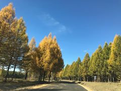 -塞罕坝国家级自然保护区