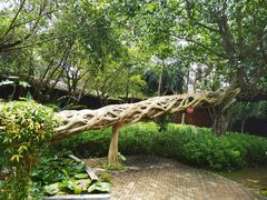 -瑞丽独树成林风景区