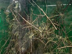 -上海大自然野生昆虫馆(东方明珠·爬宠昆虫探索中心)