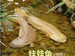 -波斯托伊纳溶洞