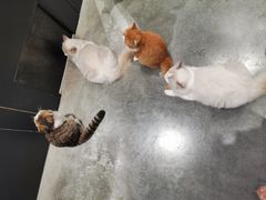 -瞄一喵猫咖(格力海岸店)